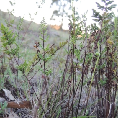 Cheilanthes sieberi (Rock Fern) at Banks, ACT - 29 Sep 2014 by michaelb