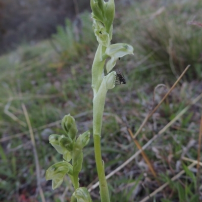 Hymenochilus cycnocephalus (Swan greenhood) - 1 Jan 1900 by MichaelBedingfield