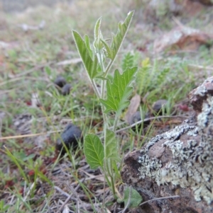 Convolvulus angustissimus subsp. angustissimus at Banks, ACT - 29 Sep 2014