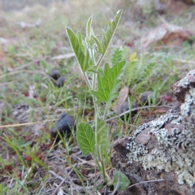Convolvulus angustissimus subsp. angustissimus (Australian Bindweed) at Rob Roy Range - 29 Sep 2014 by MichaelBedingfield