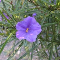 Solanum linearifolium (Kangaroo Apple) at Rob Roy Range - 2 Oct 2014 by MichaelBedingfield