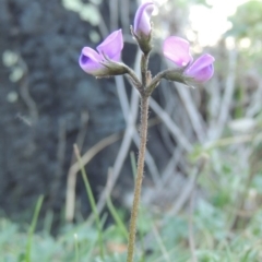 Swainsona sericea (Silky Swainson-Pea) at Tuggeranong DC, ACT - 29 Sep 2014 by michaelb