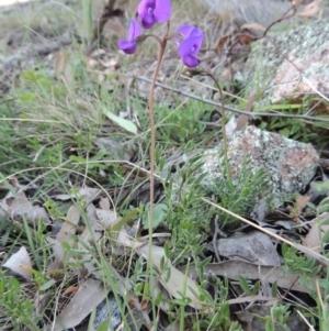 Swainsona sericea at Tuggeranong DC, ACT - 29 Sep 2014