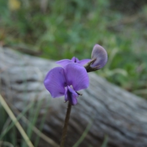 Swainsona sericea at Tuggeranong DC, ACT - 29 Sep 2014