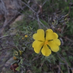 Hibbertia obtusifolia (Grey Guinea-flower) at Tuggeranong DC, ACT - 29 Sep 2014 by michaelb