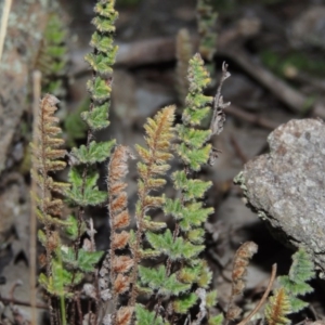 Cheilanthes distans at Tuggeranong DC, ACT - 29 Sep 2014 07:37 PM