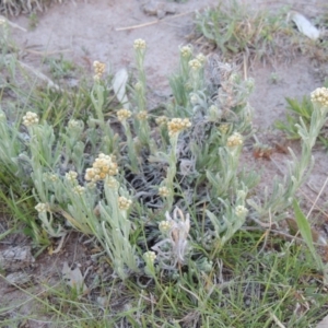 Pseudognaphalium luteoalbum at Kambah, ACT - 30 Sep 2014 07:00 PM