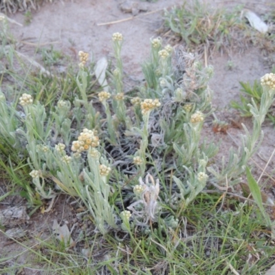 Pseudognaphalium luteoalbum (Jersey Cudweed) at Kambah, ACT - 30 Sep 2014 by michaelb