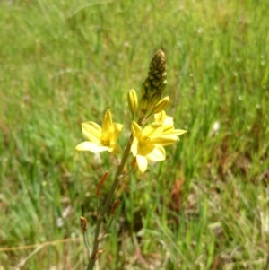 Bulbine bulbosa at Acton, ACT - 3 Oct 2014 12:00 AM