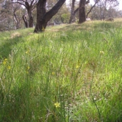 Bulbine bulbosa at Acton, ACT - 3 Oct 2014 12:00 AM