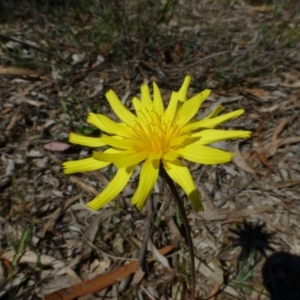 Microseris walteri at O'Connor, ACT - 3 Oct 2014 12:00 AM