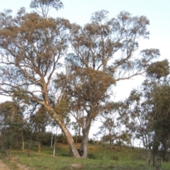 Eucalyptus blakelyi (Blakely's Red Gum) at Kambah, ACT - 30 Sep 2014 by michaelb