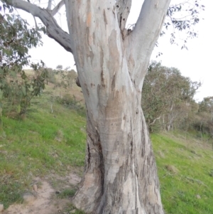 Eucalyptus blakelyi at Kambah, ACT - 30 Sep 2014 07:02 PM