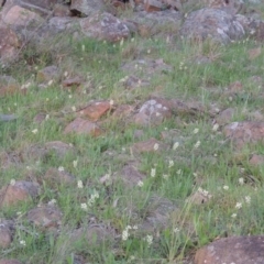 Stackhousia monogyna (Creamy Candles) at Kambah, ACT - 30 Sep 2014 by michaelb