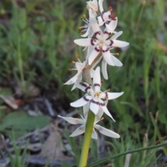 Wurmbea dioica subsp. dioica (Early Nancy) at Kambah, ACT - 30 Sep 2014 by michaelb