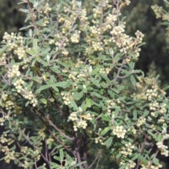 Pomaderris angustifolia (Pomaderris) at Urambi Hills - 30 Sep 2014 by michaelb