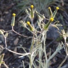 Senecio quadridentatus (Cotton Fireweed) at Rob Roy Range - 2 Oct 2014 by MichaelBedingfield