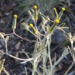 Senecio quadridentatus (Cotton Fireweed) at Conder, ACT - 2 Oct 2014 by michaelb