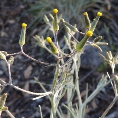 Senecio quadridentatus (Cotton Fireweed) at Rob Roy Range - 2 Oct 2014 by MichaelBedingfield