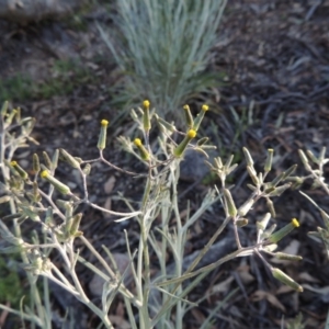 Senecio quadridentatus at Conder, ACT - 2 Oct 2014