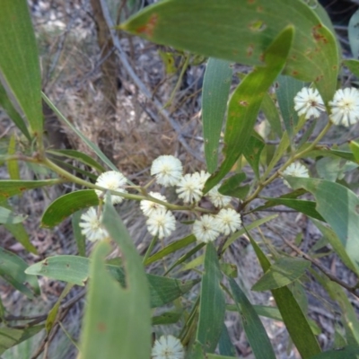 Acacia melanoxylon (Blackwood) at Paddys River, ACT - 4 Oct 2014 by galah681