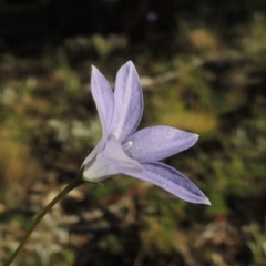 Wahlenbergia capillaris (Tufted Bluebell) at Conder, ACT - 2 Oct 2014 by michaelb