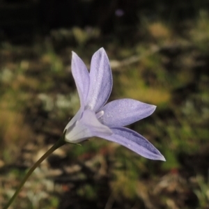 Wahlenbergia capillaris at Conder, ACT - 2 Oct 2014 05:41 PM