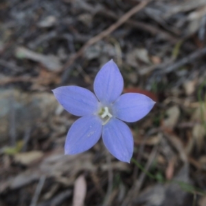 Wahlenbergia capillaris at Conder, ACT - 2 Oct 2014 05:41 PM