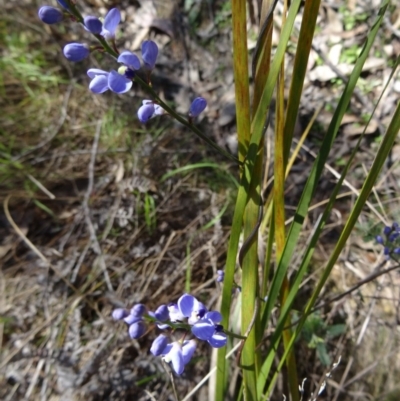 Comesperma volubile (Love Creeper) at Tidbinbilla Nature Reserve - 3 Oct 2014 by galah681