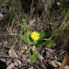 Cymbonotus sp. (preissianus or lawsonianus) (Bears Ears) at Paddys River, ACT - 3 Oct 2014 by galah681