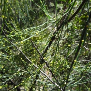 Exocarpos strictus at Paddys River, ACT - 4 Oct 2014 10:05 AM