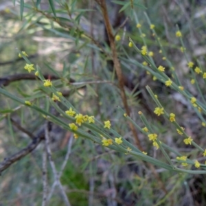 Exocarpos strictus at Paddys River, ACT - 4 Oct 2014 10:05 AM