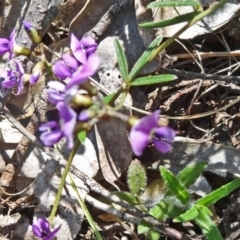 Glycine clandestina (Twining Glycine) at Tidbinbilla Nature Reserve - 3 Oct 2014 by galah681