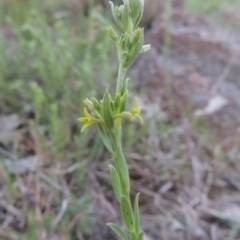 Pimelea curviflora (Curved Rice-flower) at Urambi Hills - 30 Sep 2014 by michaelb