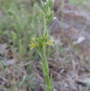 Pimelea curviflora at Kambah, ACT - 30 Sep 2014