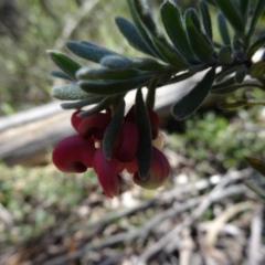 Grevillea lanigera (Woolly Grevillea) at Paddys River, ACT - 3 Oct 2014 by galah681