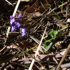 Hardenbergia violacea (False Sarsaparilla) at Tidbinbilla Nature Reserve - 4 Oct 2014 by galah681