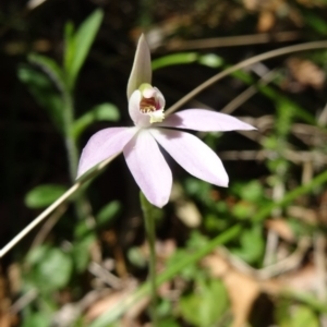 Caladenia fuscata at Paddys River, ACT - suppressed