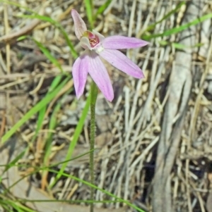 Caladenia fuscata at Paddys River, ACT - suppressed