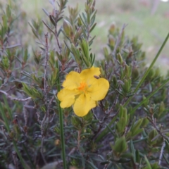 Hibbertia calycina (Lesser Guinea-flower) at Kambah, ACT - 30 Sep 2014 by michaelb