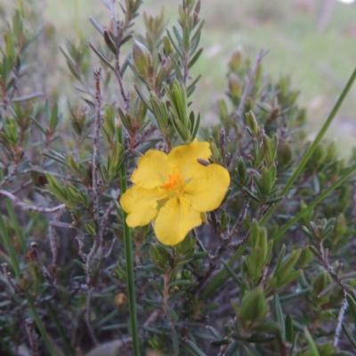 Hibbertia calycina (Lesser Guinea-flower) at Urambi Hills - 30 Sep 2014 by michaelb