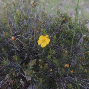 Hibbertia calycina at Kambah, ACT - 30 Sep 2014