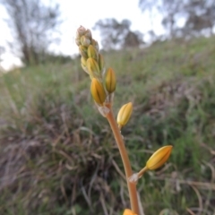 Bulbine bulbosa (Golden Lily) at Urambi Hills - 30 Sep 2014 by michaelb