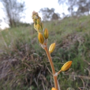 Bulbine bulbosa at Kambah, ACT - 30 Sep 2014