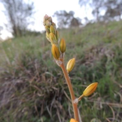 Bulbine bulbosa (Golden Lily) at Kambah, ACT - 30 Sep 2014 by michaelb