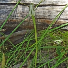 Pterostylis pedunculata (Maroonhood) at Paddys River, ACT - 4 Oct 2014 by galah681