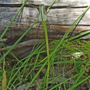 Pterostylis pedunculata at Paddys River, ACT - suppressed