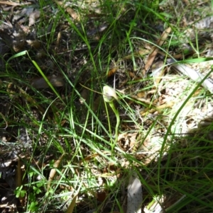 Pterostylis pedunculata at Paddys River, ACT - suppressed