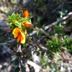 Pultenaea procumbens (Bush Pea) at Paddys River, ACT - 3 Oct 2014 by galah681