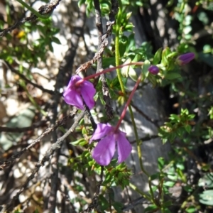 Tetratheca bauerifolia at Paddys River, ACT - 4 Oct 2014